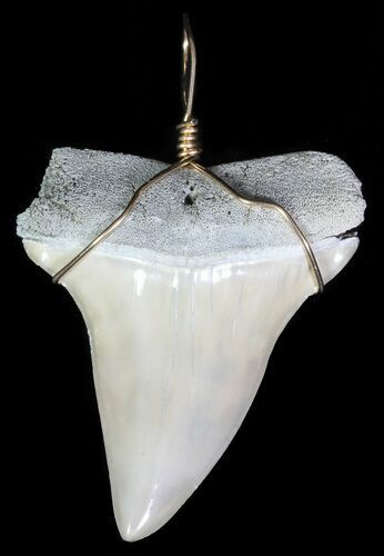 Polished, Fossil Mako Shark Tooth Pendant #65574
